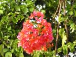 bougainvillea2.jpg