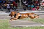 Command Working Dogs Club Show 2013 - Pt II