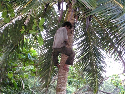 climbingcoconuttree.jpg